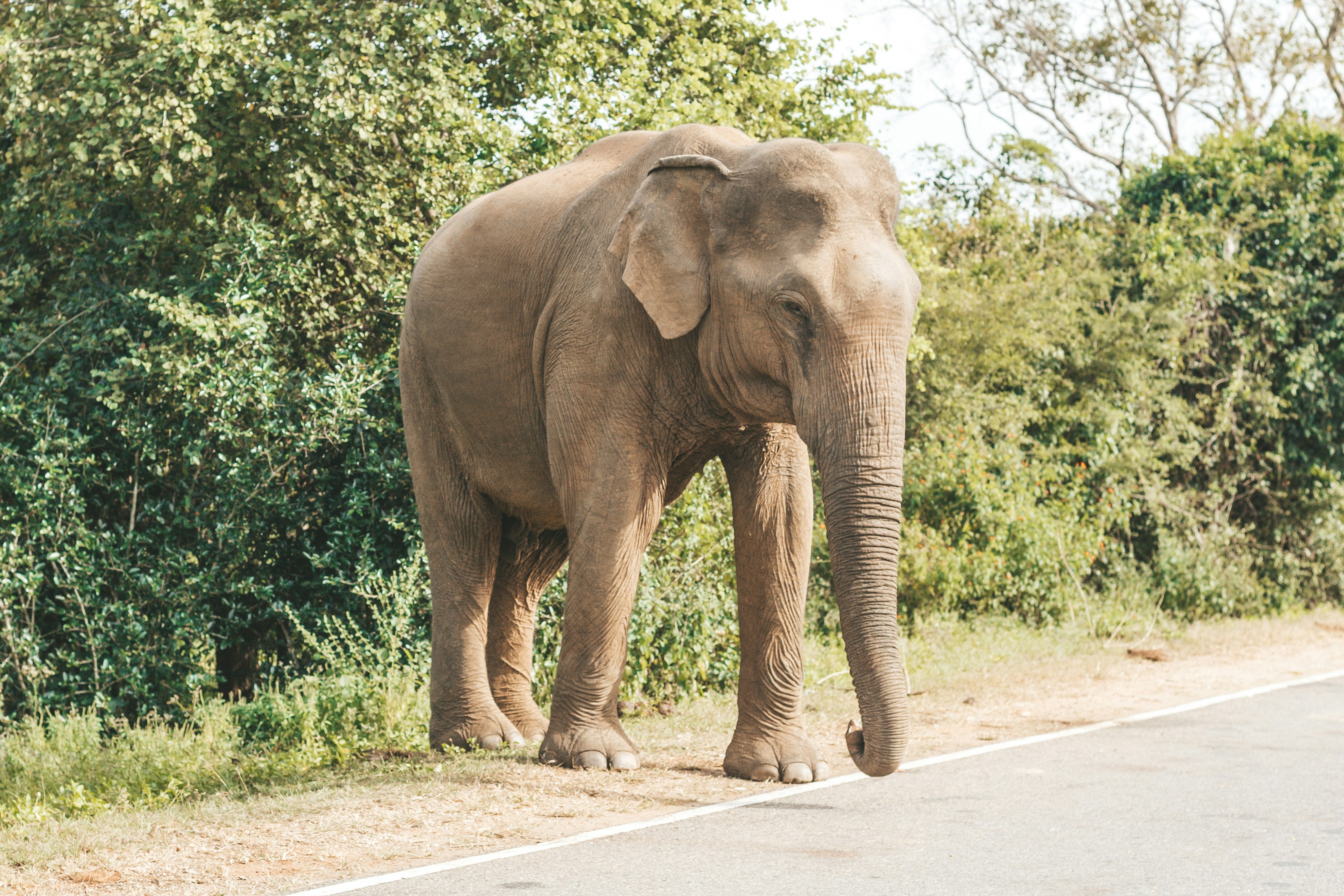 Elephants at Yala National Park