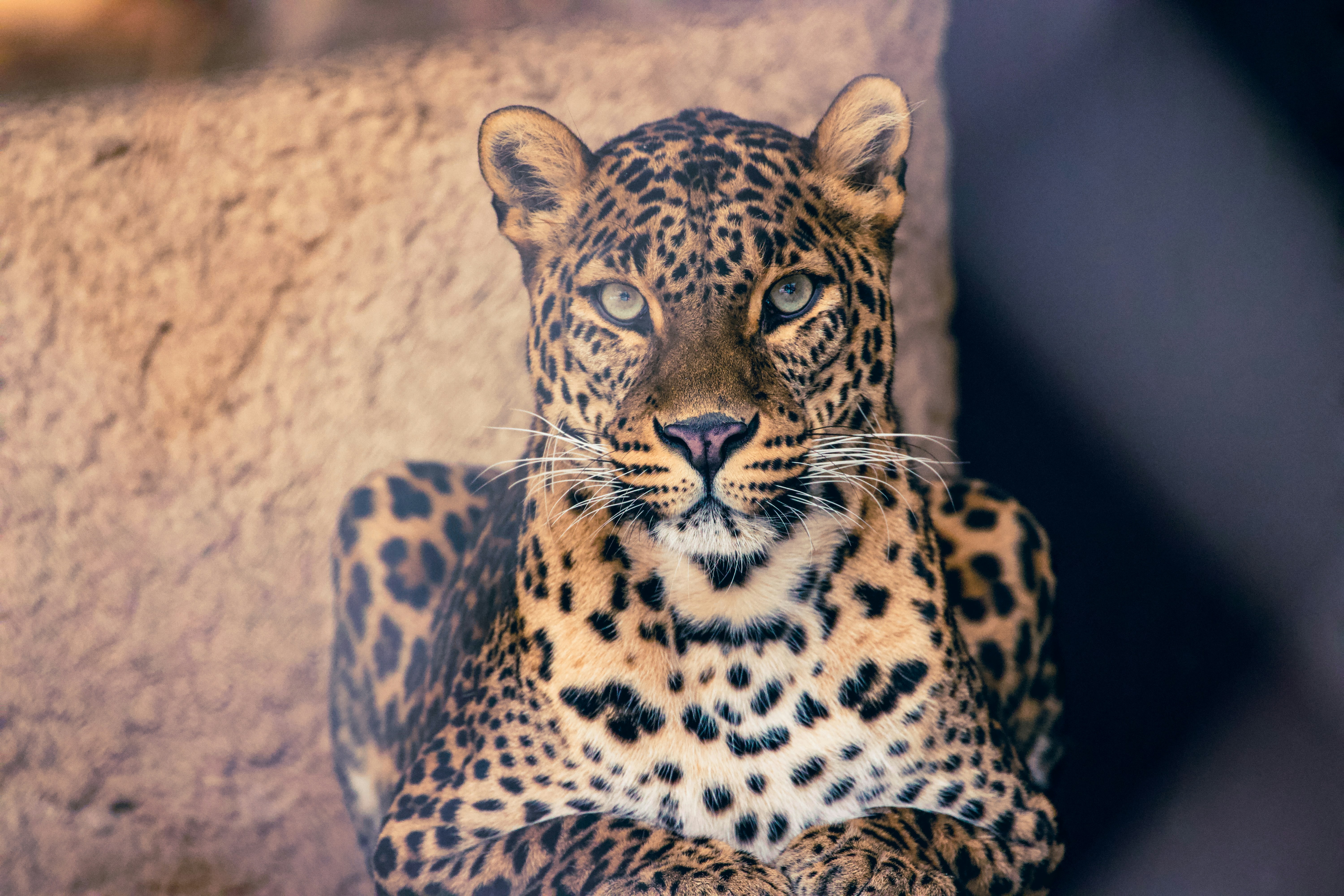 Leopard sighting in Sri Lanka