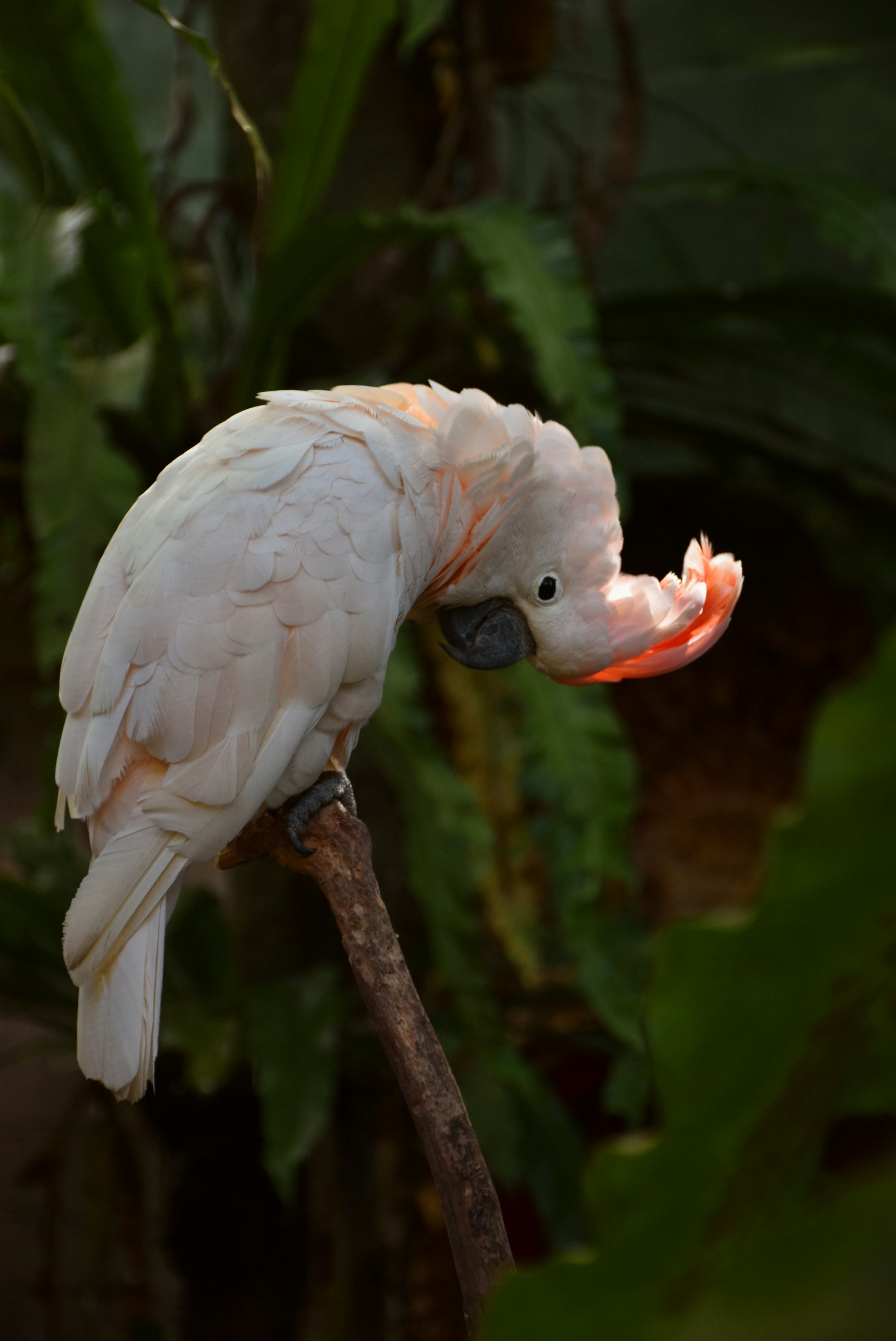Colorful birds of Sri Lanka