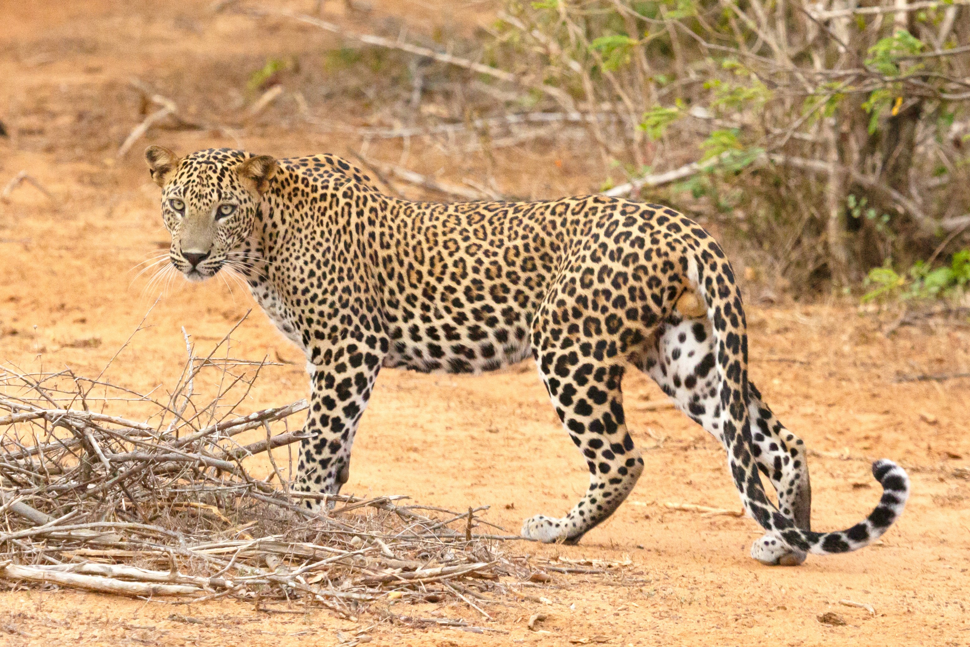 Sri Lanka Gallery Image