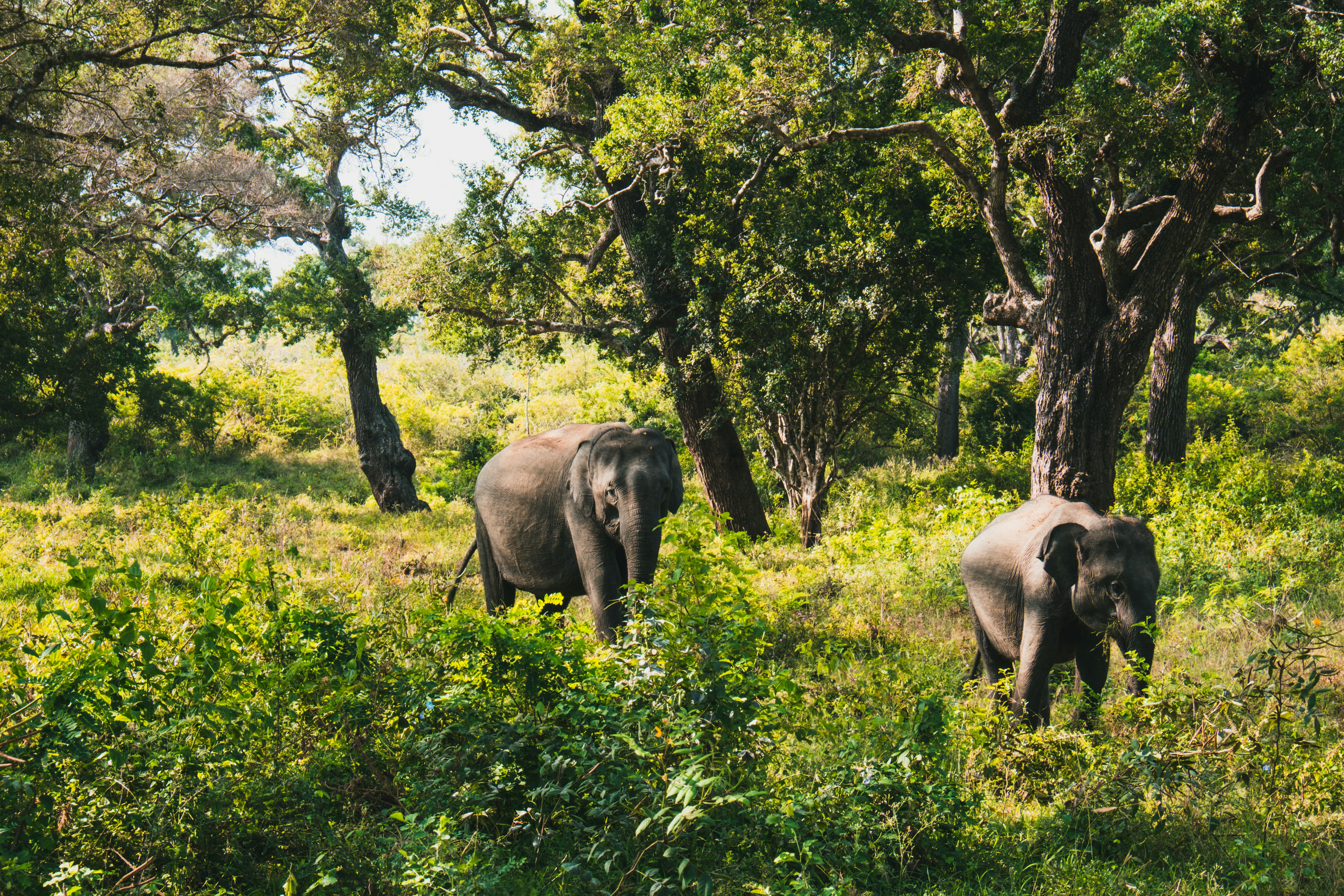 Yala, Sri Lanka